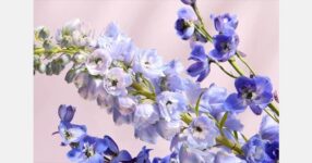 1-800-Flowers.com reveals 2026 Flower of the Year