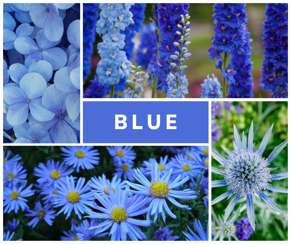 what does blue flowers say about you