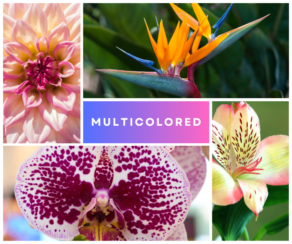 what does multi colored flowers say about you