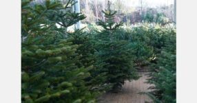 Over 50% of real Christmas trees are bought in garden centres