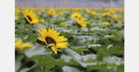 New travel grant created to advance education in the floral industry