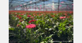 MoU signed for implementation of Special Floriculture Project