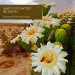 Saguaro Cactus Blossom: Meaning and Care Guide