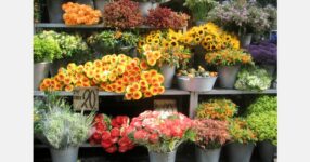 Al Wathba flowers celebrates agricultural innovation pioneers