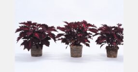 Independent trial looks at use of Growcoon