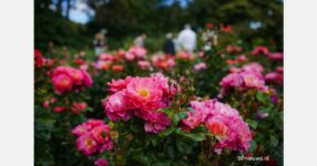 Armenia to get $5M rose greenhouse investment