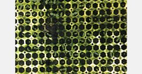 Preventing algae problems in plug production