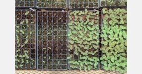 Study finds food waste compost less effective than potting mix alone