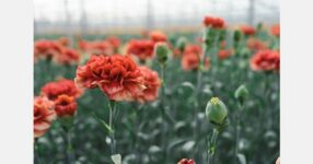 Sindh government plans dedicated floricultural farms to diversify agriculture