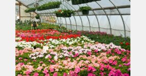 Historic greenhouse continues century-old tradition of serving Montana families
