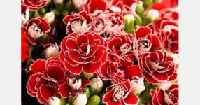 Research greenhouse hosts open house