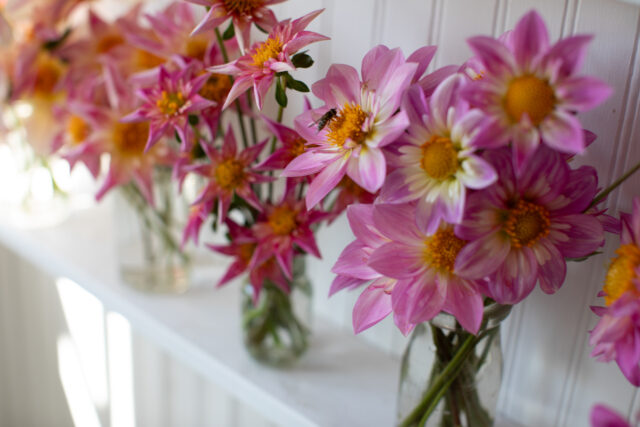 Bunches of collarette dahlia blooms arranged on shelves in the Studio at Floret.
