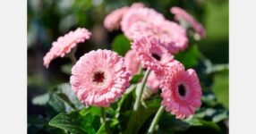 HilverdaFlorist wins award at the IPM Novelties Showcase 2026