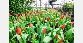 Farm grows tulips in garage during wintertime