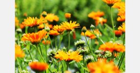 Tripura sees sharp rise in flower cultivation