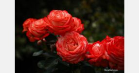 Valentine’s rush boosts flower imports through Miami despite higher costs