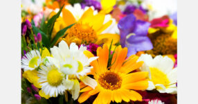 Infected chrysanthemums destroyed in Omsk