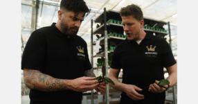 What it takes to grow millions of high-quality orchids each year
