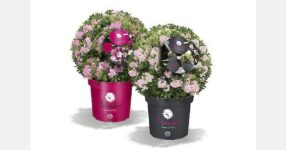 Research from Germany confirms benefits of dwarf rhododendron