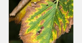 Phytotoxicity from incorrect iron chelate applications