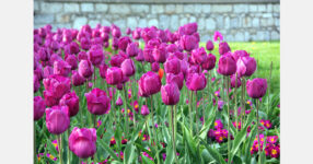 Farm closes for week after crowds overwhelm tulip fields