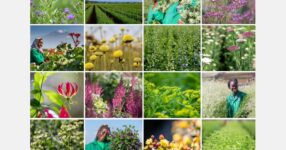 All Marginpar flowers FSI compliant