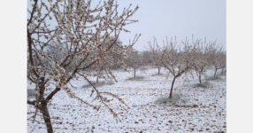 Late frost risks drive demand for microclimate analysis and active crop protection systems