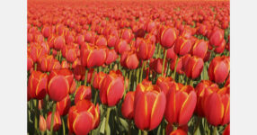 Central Texas farm pivots after severe weather wipes out tulip fields