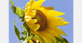 Sunflower farming gains ground in Khagrachhari