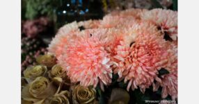 The unassuming micro flower farm destined for MIFGS