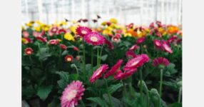Registration open for Royal FloraHolland Sustainability Award