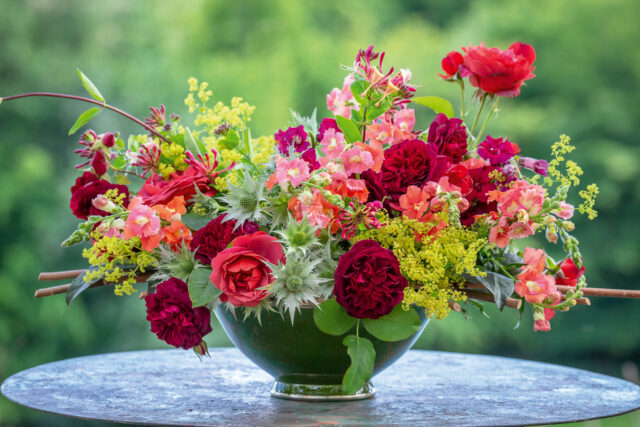 Vase with Rosa 'Hot Chocolate', Rosa 'Munstead Wood' = 'Ausbernard', Antirrhinum (Snapdragon) F1 Chantilly Series Purple and Bronze, Alchemilla mollis and Eryngium giganteum.