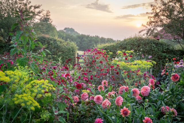 The dahlia bed at Perch Hill at dawn. Dahlia 'Perch Hill' and 'Bishop of Auckland' with dill