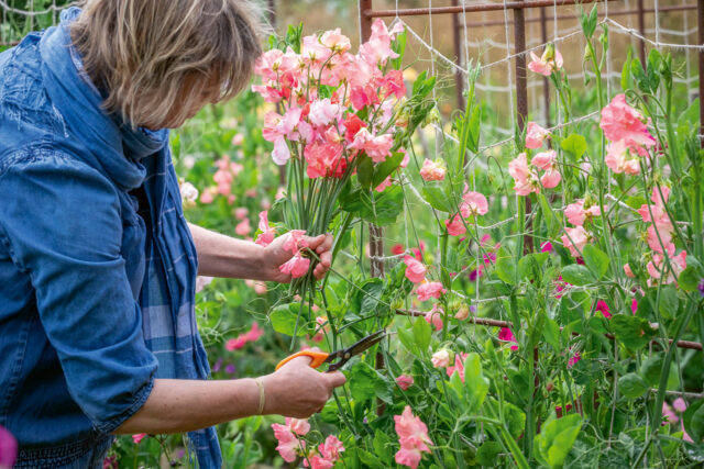 Sarah Raven picking sweet peas. Lathyrus odoratus 'Apricot Sprite', 'Princess Elizabeth', 'Anniversary' and 'Mollie Rilestone'