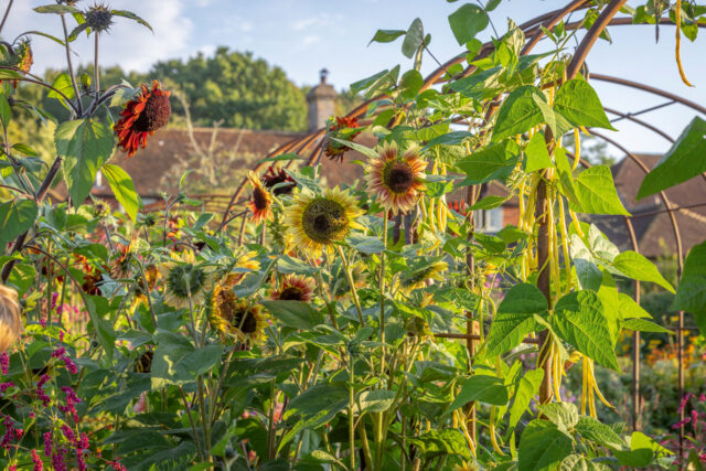 Climbing French Bean 'Monte Gusto' with Helianthus annuus 'ProCut Plum' - Sunflower