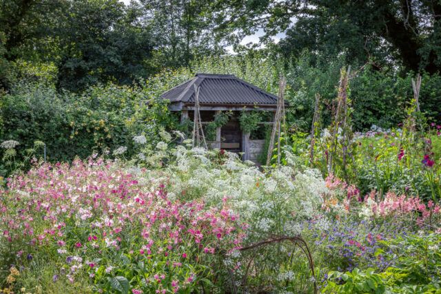 The annual cutting garden and Chelsea shed with Nicotiana x hybrida 'Whisper Mixed' F1, Ammi majus, Echium vulgare 'Blue Bedder' and Antirrhinum majus 'Appleblossom' and 'Giant White
