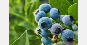 Helping Andalusia’s blueberry growers close the water loop