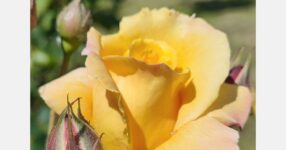 The first rose pangenome identified