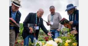 Barcelona to hold the 26th International New Roses Competition from 8 to 10 May