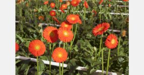 Flower farm evicted for a gas station after 36 years in Kennewick