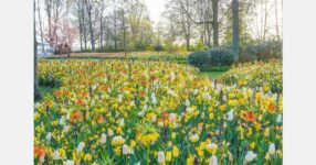 JUB Holland’s The Field of Gold enters final week at Keukenhof