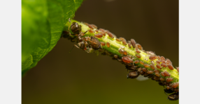 State, University of Hawaiʻi secure more than $322K for plant pathogen detection