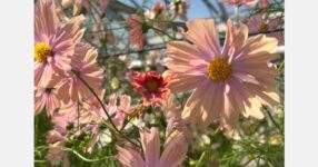 Breeder partners with university to develop new varieties more quickly