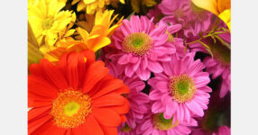 The Netherlands opens its doors to Armenian flower producers