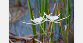 Evaluating spider lily for flower quality and yield