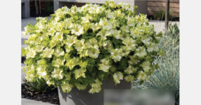 Quality Cuttings releases catalog for 2026-27