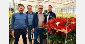Onings appointed sales partner for Biancheri Ranunculus in the Netherlands
