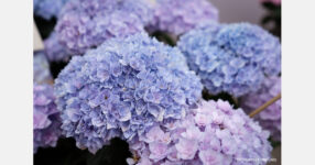 73% increase in Virginia flower farms