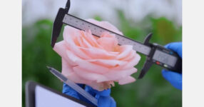 Chinese rose grower expands international footprint