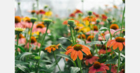 Farm switches to flowers after PFAS contamination